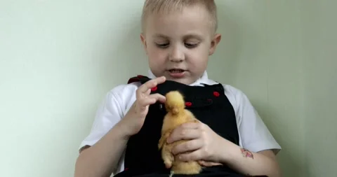 Cheerful little boy stroking a small baby duck on a white background. Video stock 159157057