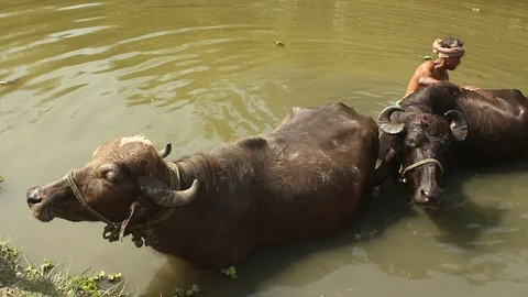 Cheerful man washes one of his water buffaloes while the other waits Stock Footage 87440711