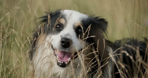 Cheerful mongrel dog looks into the camera. Dog on a field in tall grass. 4k 動画素材 138556884