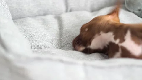 Cheerful, playful puppy plays and gnaws Stock Video Pond5