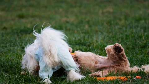 A cheerful poodle and a cute maltese dog play together on a green lawn 스톡 동영상 342777030