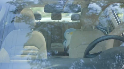 Cheerful pretty sistsers gets inside the car fasten seatbelts smile of joy Stock Footage 112749191