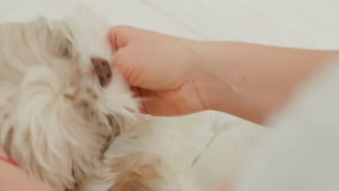 Cheerful puppy chattering and playing with loving owner. Spontaneous joyful Stock Footage 335633679
