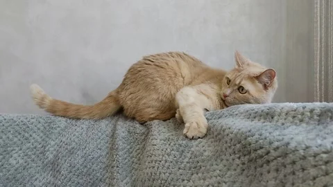 The cheerful red cat got scared Stock Footage 242547987