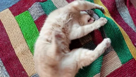 A cheerful red cat is having fun on a knitted multicolored blanket and moves fun Stock Footage 242333256