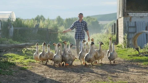  Cheerful Shepherd Grazing Geese Stock Footage 87586664