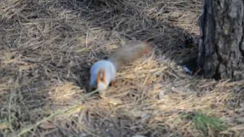 Cheerful squirrel 動画素材 164113298