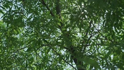 Cheerful sun rays flicker among branches in foliage of weeping willow tree Video stock 155883940