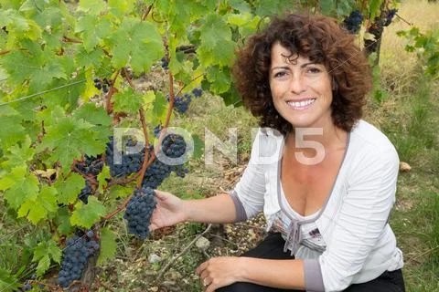 Cheerful woman harvesting grapes in vineyard during wine harvest season Stock Photos