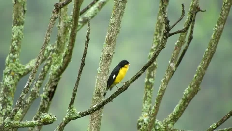 Cheerful Yellow Bird Perched on a Tree Branch – Animated Wildlife Clip Stock Footage 307467125