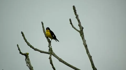 Cheerful Yellow Bird Perched on a Tree Branch – Animated Wildlife Scene Stock Footage 307467671