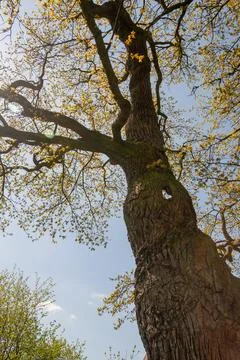 Cheering deciduous tree from low angle view Stock Photos