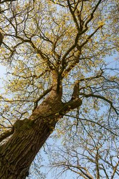 Cheering deciduous tree from low angle view Stock Photos