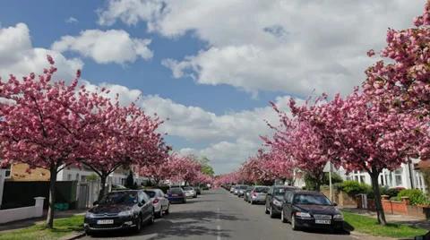 Cheery blossom trees, Chiswick Stock Footage 30633005