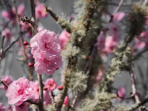 Cheery Blossoms in full  Stock Photos