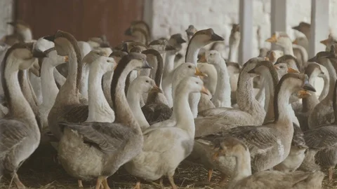 Cheery geese going to the exit of a barn together to stroll outdoors in Ukraine Stock Footage 106709110