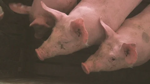 Cheery piglets drinking water from vertical metallic tubes in a pigfarm Stock Footage 107606552