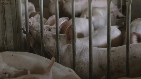 Cheery pigs drinking water from vertical tubes behind grates in pigfarm Stock Footage 107606803