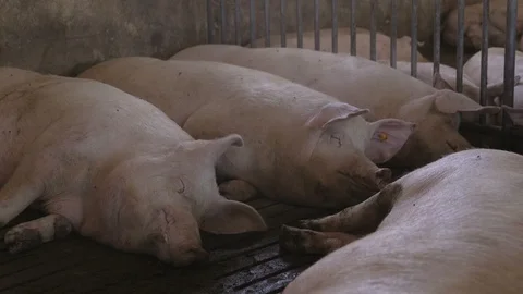 Cheery pigs lying, sleeping and seeing good dreams in a pigfarm indoors Stock Footage 107607901