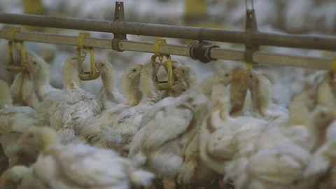 Cheery small hens drinking water from circular metallic cups in apoultry factory Stock Footage 99285568