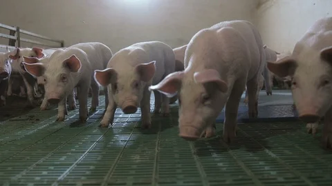 Cheery small piglets standing, going and smiling in a spacious pigfarm  Stock Footage 107610337