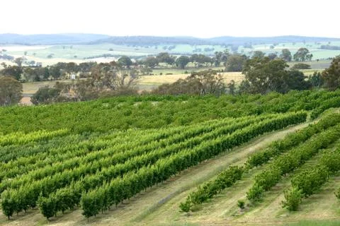 Cheery trees Stock Photos