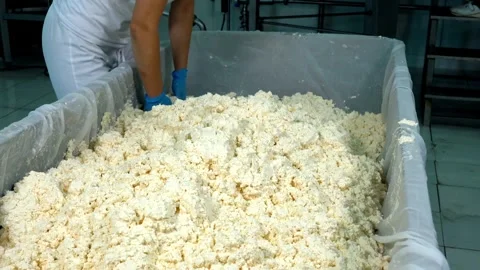Cheese factory workers break the lumpy milk dough to be processed into cheese Stock-Footage 336444344