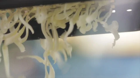 Cheese is Grated Closeup Sunlight Stock Footage 99163289