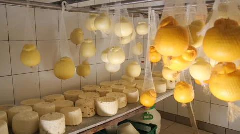 Cheese hanging on the plant Stock Footage 64557301