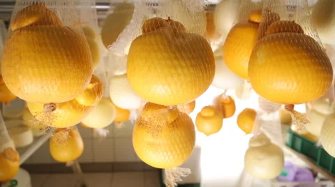 Cheese hanging on the plant Stock Footage 64642709