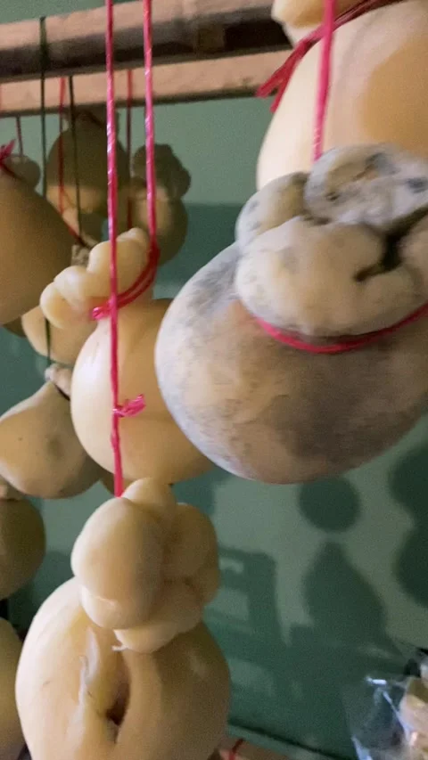 Cheese heads are dried in a warehouse, suspended, cooking process, in bags Stock Footage 322008076