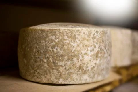 Cheese with herbs Stock Photos
