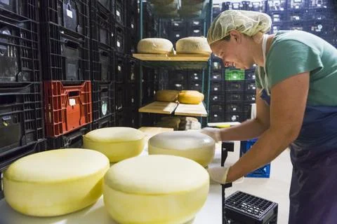 Cheese maker applying wax to wheel of Gouda cheese, Canterbury, New Hampshire, Stock Photos