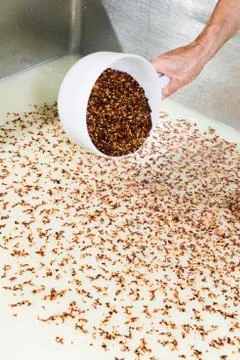 Cheese maker puts the chili pepper in the milk tank curdled Stock Photos