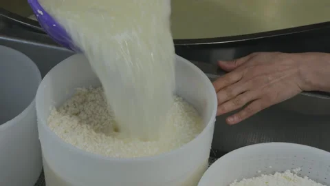 The cheese maker scoops the curd out of the tank into a plastic press mold Stock Footage 164362497