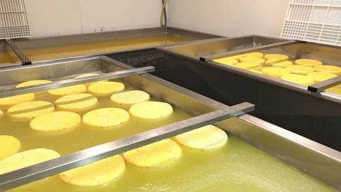 Cheese making process in factory with large wheels of cheese in brine at facilit Stock Footage 325729917
