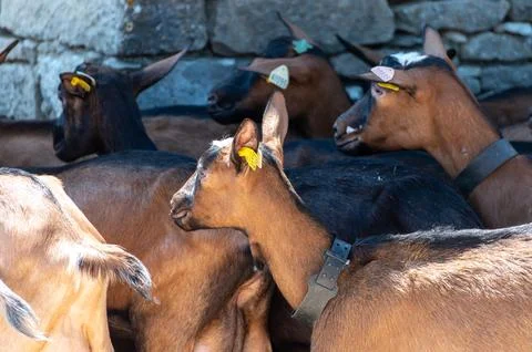 Cheese making process on goat farm, Rocamadour soft goat AOC cheese with so.. 写真素材