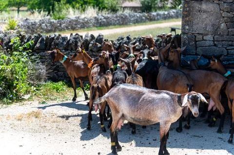 Cheese making process on goat farm, Rocamadour soft goat AOC cheese with so.. 写真素材