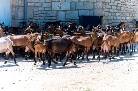 Cheese making process on goat farm, Rocamadour soft goat AOC cheese with so.. 写真素材