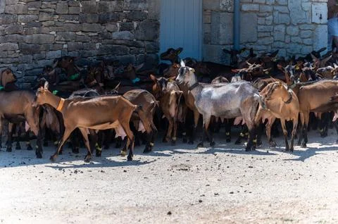 Cheese making process on goat farm, Rocamadour soft goat AOC cheese with so.. 写真素材