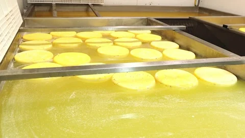 Cheese making process in a workshop in the afternoon with large cheese rounds in Stock Footage 325730107