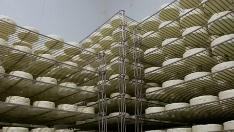 Cheese Making. The Sheep Cheese Ripens on the Shelves Stock Footage 87609252