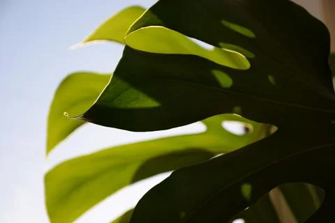 Cheese plant leaf Stock Photos