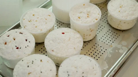 Cheese in plastic forms on a tray. Cheese production at home. Stock Footage 125598236
