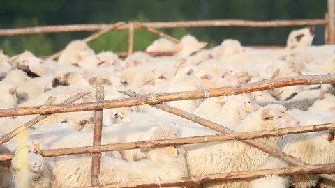 Cheese production, automatic sheep milking, Stock Footage 80913949