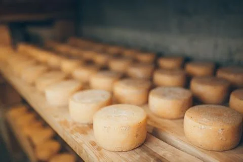 Cheese production Stock Photos