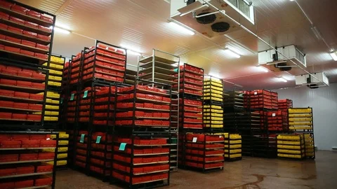 Cheese Rolls Factory Stock Footage 85756032
