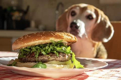 Cheeseburger in close-up on the kitchen table with a blurred beagle dog in .. Stock Photos