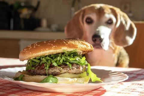 Cheeseburger in close-up on the kitchen table with a blurred beagle dog in .. Stock Photos