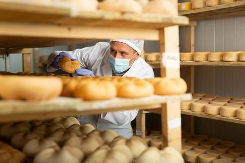 Cheesemaker checking aging process of goat cheese in maturing chamber Stock Photos